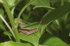 Orphula vitripennis