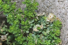 Ericameria cuneata cuneata