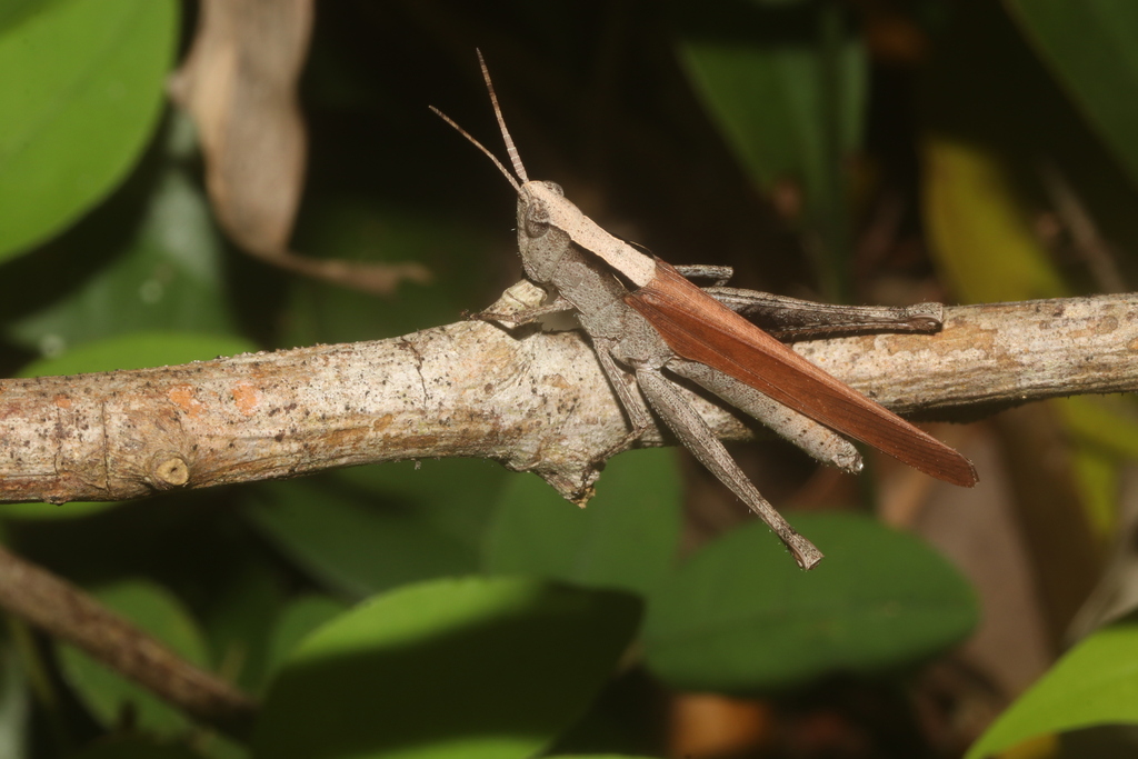 Orphula vitripennis