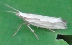 Plutella porrectella