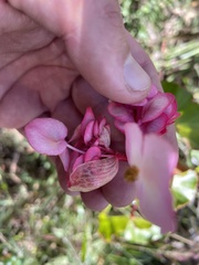 Begonia bracteosa