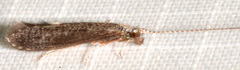 Leptocerus americanus