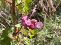Begonia bracteosa