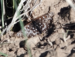 Euphydryas anicia