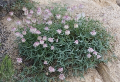 Trifolium dedeckerae