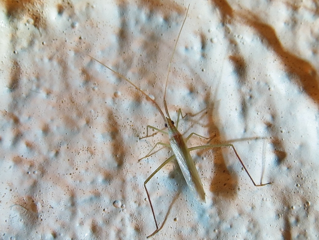 Plant bug