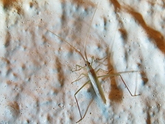 Dolichomiris linearis