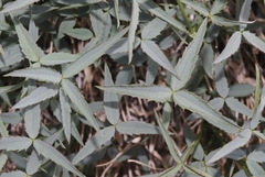 Trifolium dedeckerae