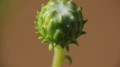 Grindelia hallii