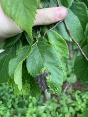 Taphrina virginica