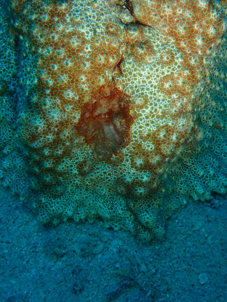 Giant Sea Cucumber