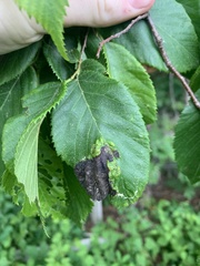 Taphrina virginica