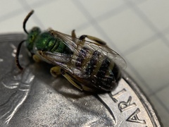 Agapostemon angelicus