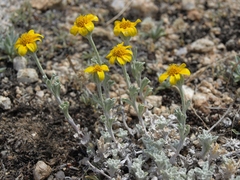 Eriophyllum lanatum integrifolium