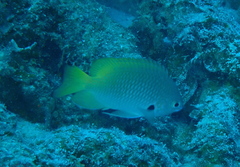 Pomacentrus nigromarginatus