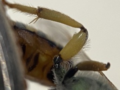 Agapostemon angelicus