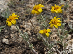 Eriophyllum lanatum integrifolium