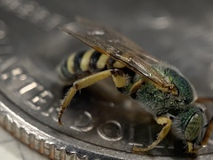 Agapostemon angelicus