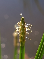 Eleocharis quadrangulata