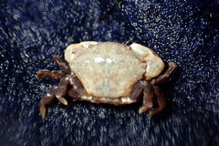 Lophopanopeus leucomanus