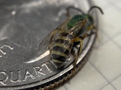 Agapostemon angelicus