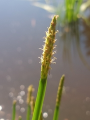 Eleocharis quadrangulata
