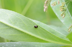 Brachiacantha decempustulata