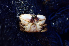 Lophopanopeus leucomanus