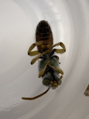 Agapostemon angelicus