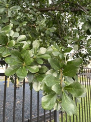 Quercus nigra