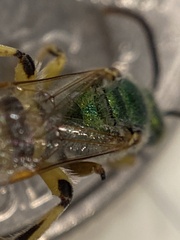 Agapostemon angelicus