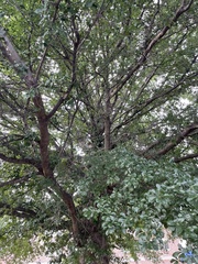 Quercus nigra