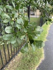 Quercus nigra