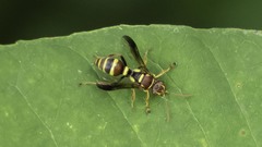 Psammaletes mexicanus