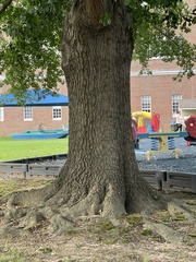 Quercus nigra
