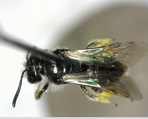 iNaturalist observation photo of Panurginus