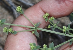 Galium hypotrichium