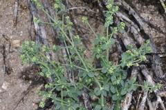 Galium hypotrichium
