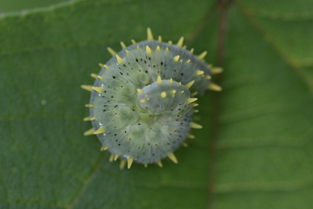 Siobla ferox