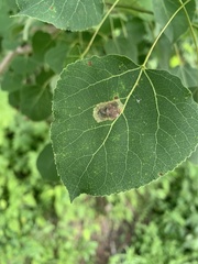 Paraleucoptera albella