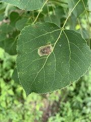 Paraleucoptera albella