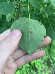 Paraleucoptera albella