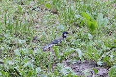 Parus major