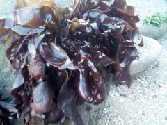 Mazzaella laminarioides