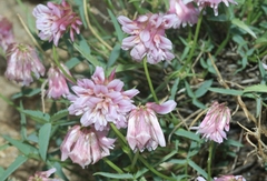Trifolium dedeckerae