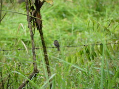 Myiophobus crypterythrus