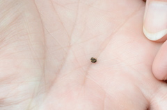 Brachiacantha decempustulata