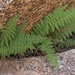 Woodsia scopulina - Photo (c) Jim Morefield, μερικά δικαιώματα διατηρούνται (CC BY)
