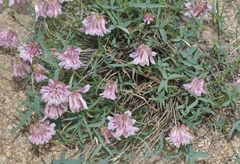 Trifolium dedeckerae