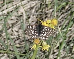 Euphydryas anicia